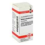 ROBINIA PSEUDACACIA D 6 Globuli (PZN 2930341) из Германии