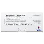 BRYOPHYLLUM D 5/Conchae D 7 Ampullen (PZN 1619859) из Германии