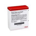 PULPA DENTIS SUIS Injeel Ampullen (PZN 1815632) из Германии