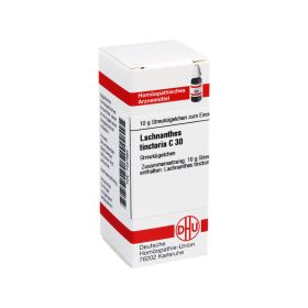 LACHNANTHES tinctoria C 30 Globuli – PZN 7457694 (PZN 7457694) из Германии